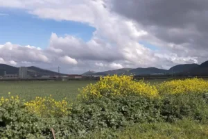 Catastro La Morera - Ayuntamiento de la Morera