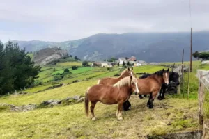 Catastro Lendelforno - Ayuntamiento de Villayon