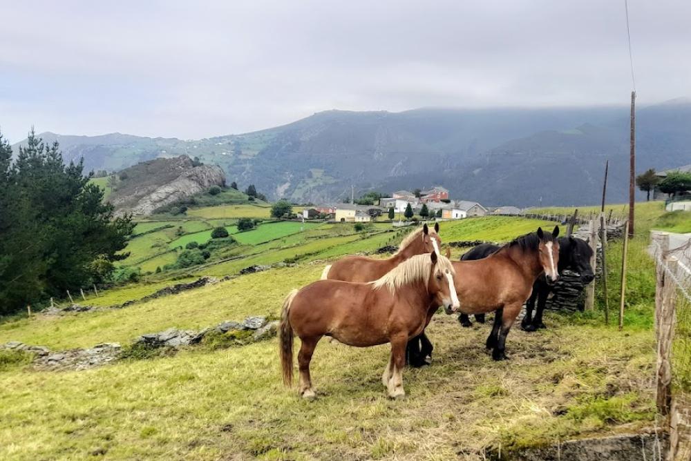 Catastro Lendelforno | Ayuntamiento de Villayon