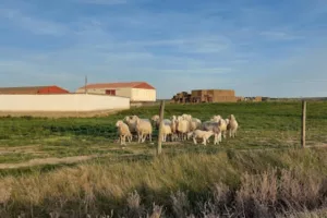 Catastro Pedraza de Campos - Ayuntamiento de Pedraza de Campos